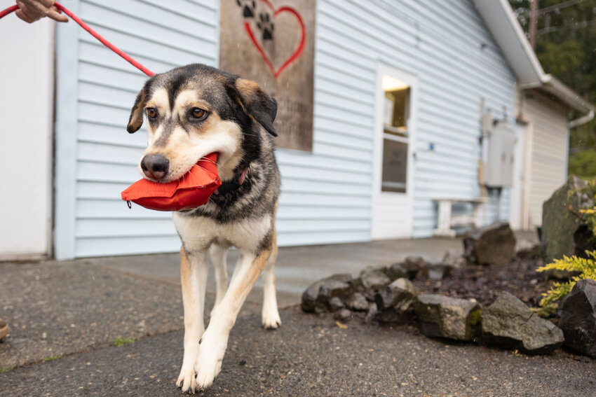 Eclipse pictured at the Lewis County Animal Shelter in Chehalis on Thursday, April 25. Eclipse, at least three-years-old, has been at the shelter the longest, seven months, since being surrendered. She loves toys and is ready to find a home.