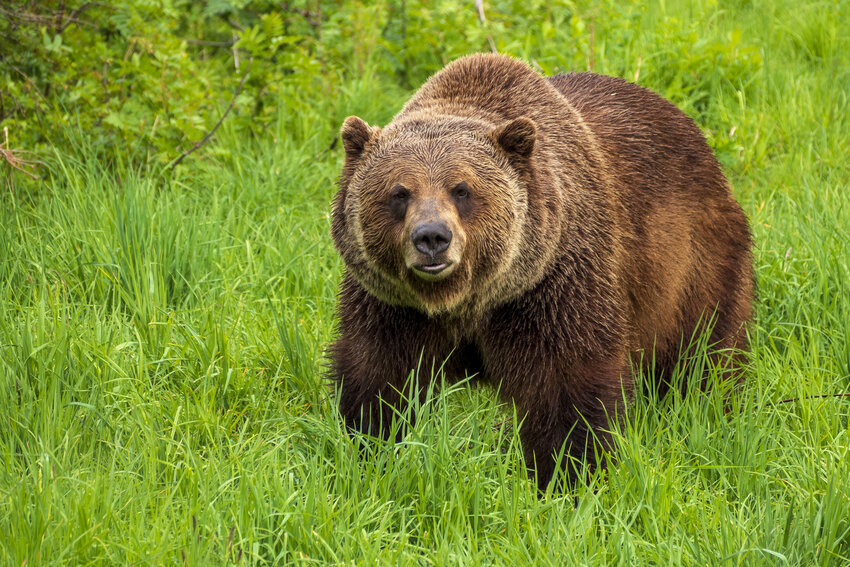 Grizzly bears used to be fairly common across the American West, but these days only a few thousand of the majestic creatures roam free in and around Yellowstone National Park and Washington's North Cascades. (Dreamstime/TNS)