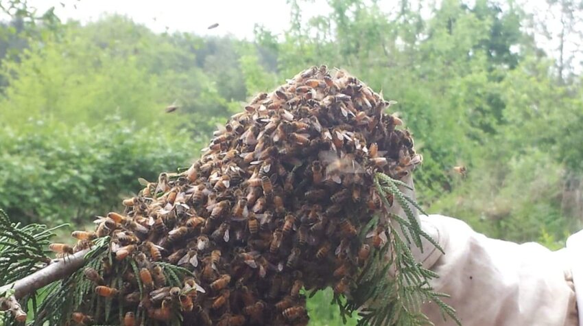 Bees swarm on a branch in this photo provided by Rob Jenkins of Bee Wrangler Honey.