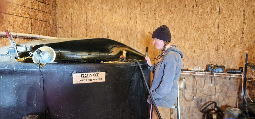 Farm manager Rachel Feston peers into the fish tank, part of the cold-water aquaponics experiment at Edible Acres Farm.
