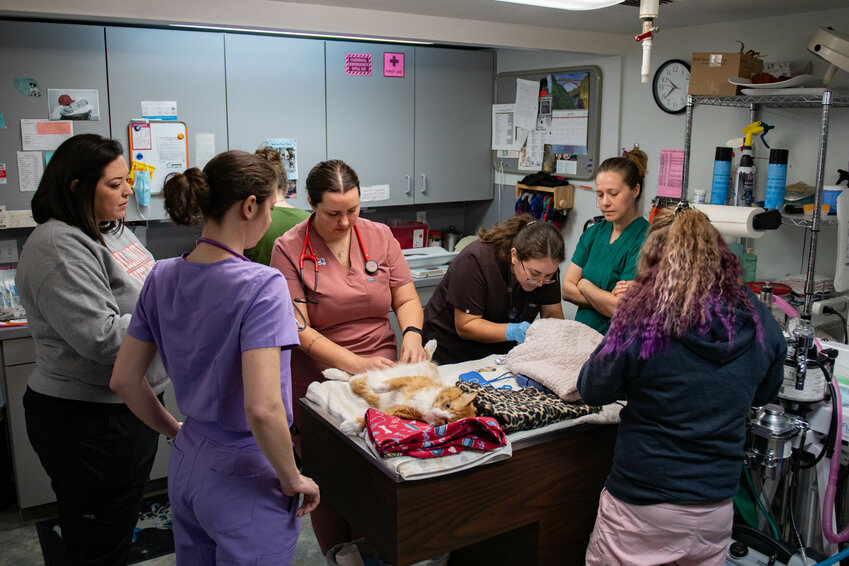 Student veterinarians Clarice Baumbach, in pink, and Javiera Pobleta, in brown, perform neuter surgeries during a student outreach event at Scatter Creek Animal Clinic in Grand Mound on Saturday, April 27.