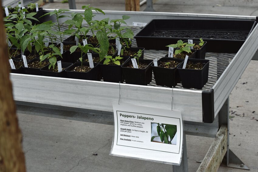 Yelm’s FFA students grew starts for jalapeño peppers that were sold at their annual plant sale.