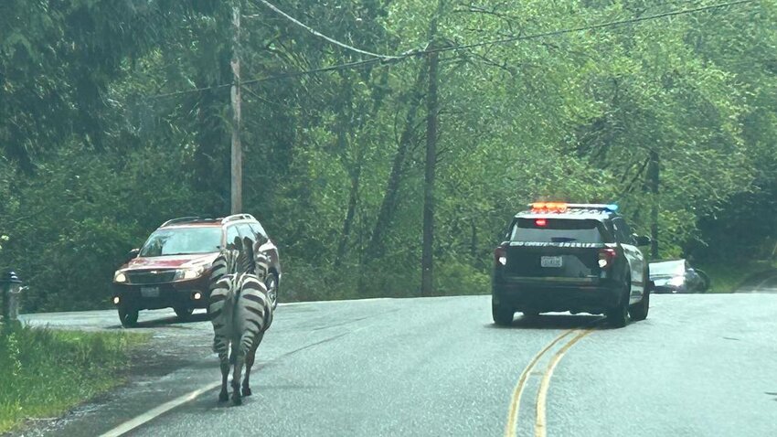 The last of four zebras that escaped Sunday from a trailer on Interstate 90 in North Bend is still on the loose in the Seattle suburb.