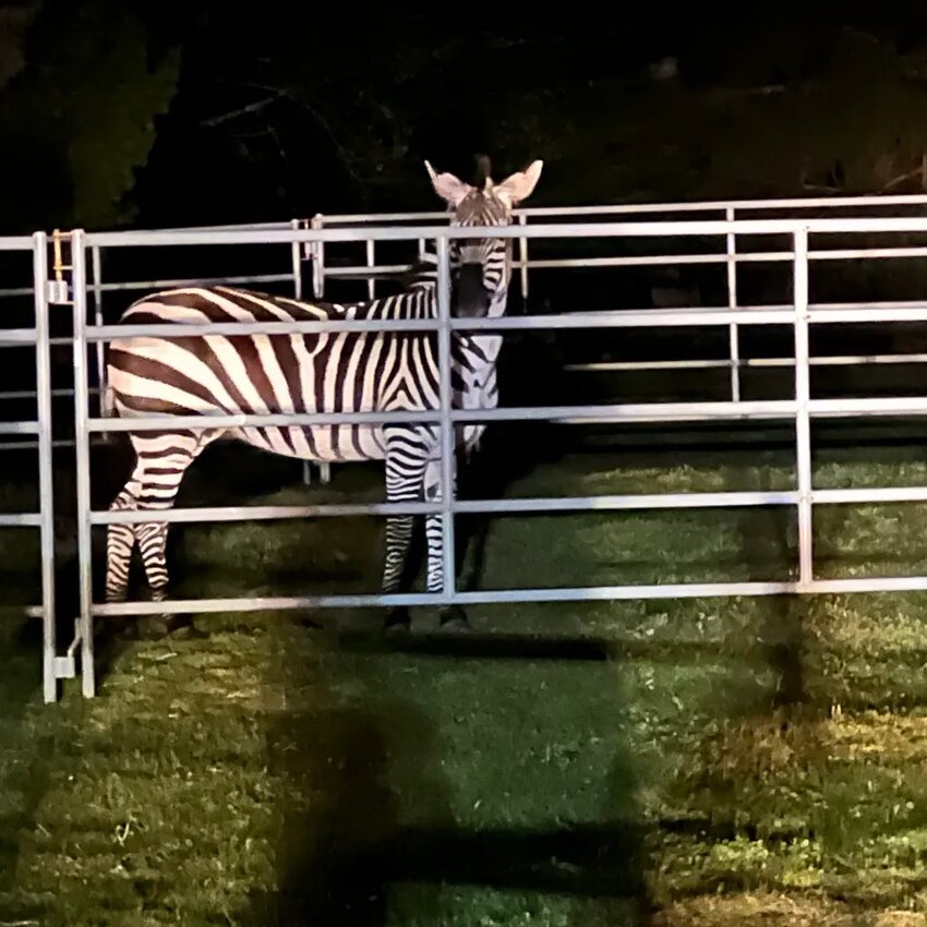 The zebra that has been missing in King County for nearly six days has been rescued.