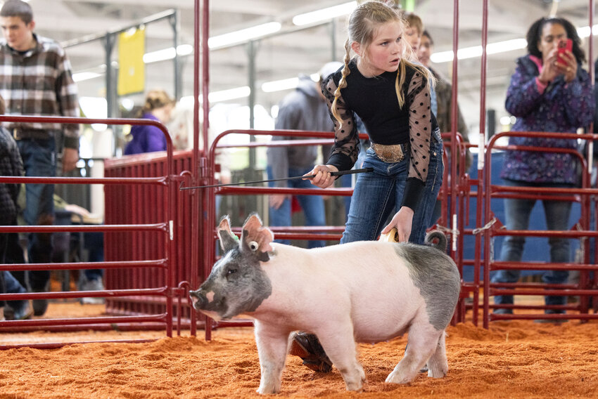 A kid competes in the swine showmanship competition during the Spring Youth Fair at the Southwest Washington Fairgrounds in Chehalis on Saturday, May 4.