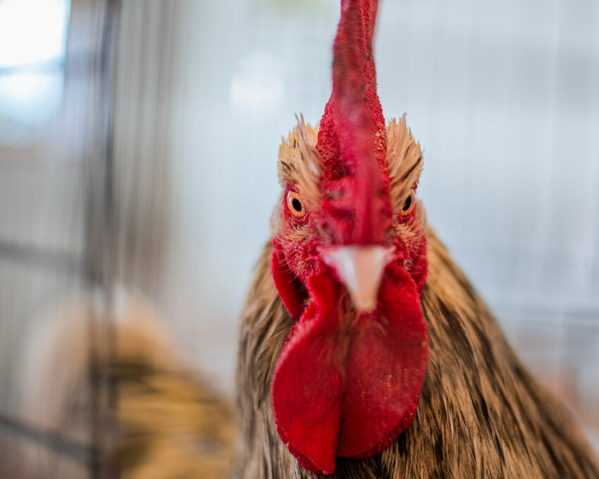 A rooster eyes the camera during the Spring Youth Fair in 2022.