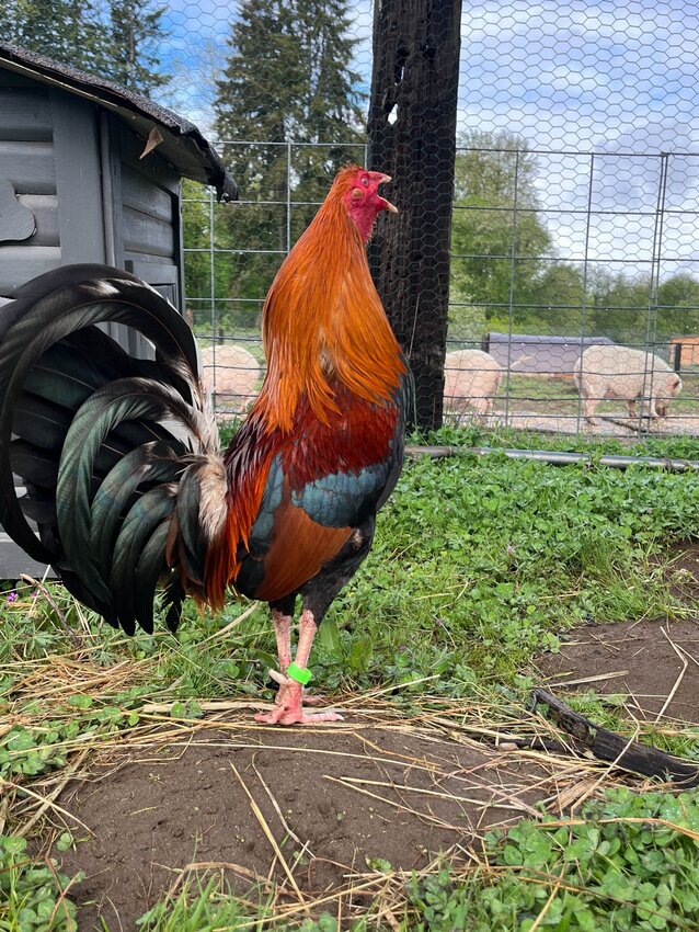 A former cockfighting rooster rescued by Heartwood Haven in Roy is photographed at the sanctuary.