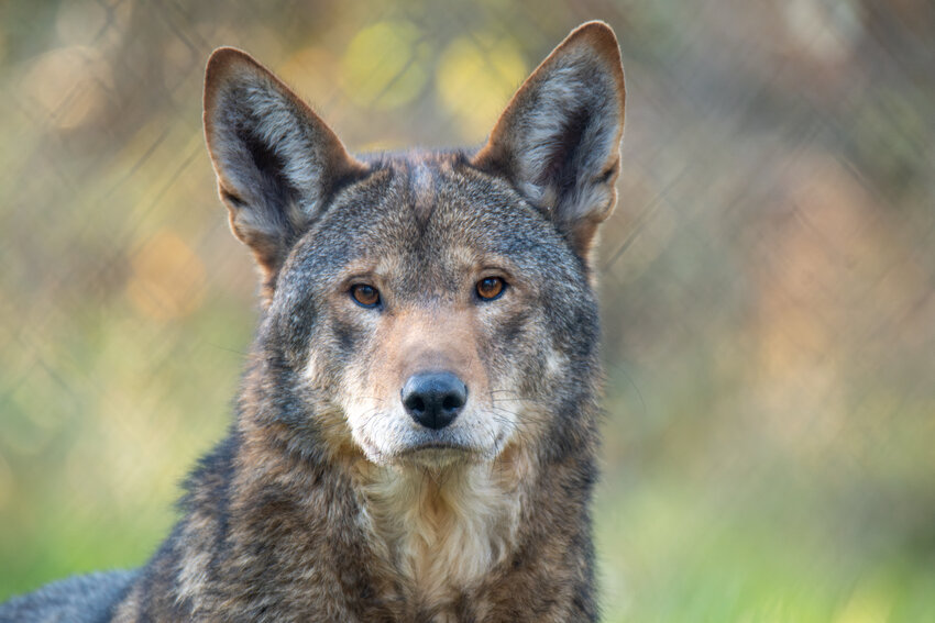 American red wolf M2191, named Finch while in captivity, is pictured at Wolf Haven in Tenino.