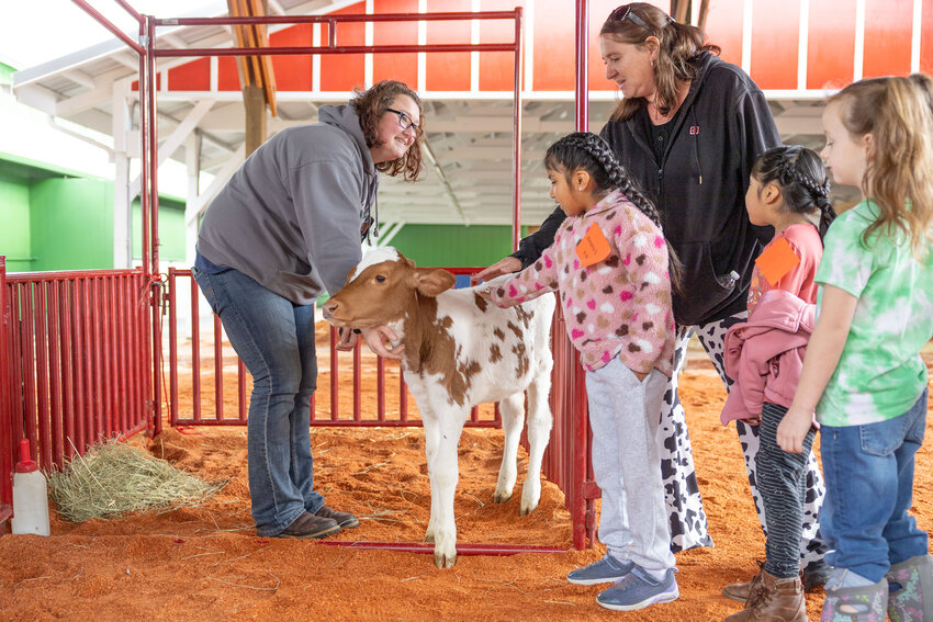 Students pet Lizzie, a 2 month old Guernsey calf, during Kindergarten Dairy Days at the Southwest Washington Fairgrounds in Chehalis on Tuesday, May 7.