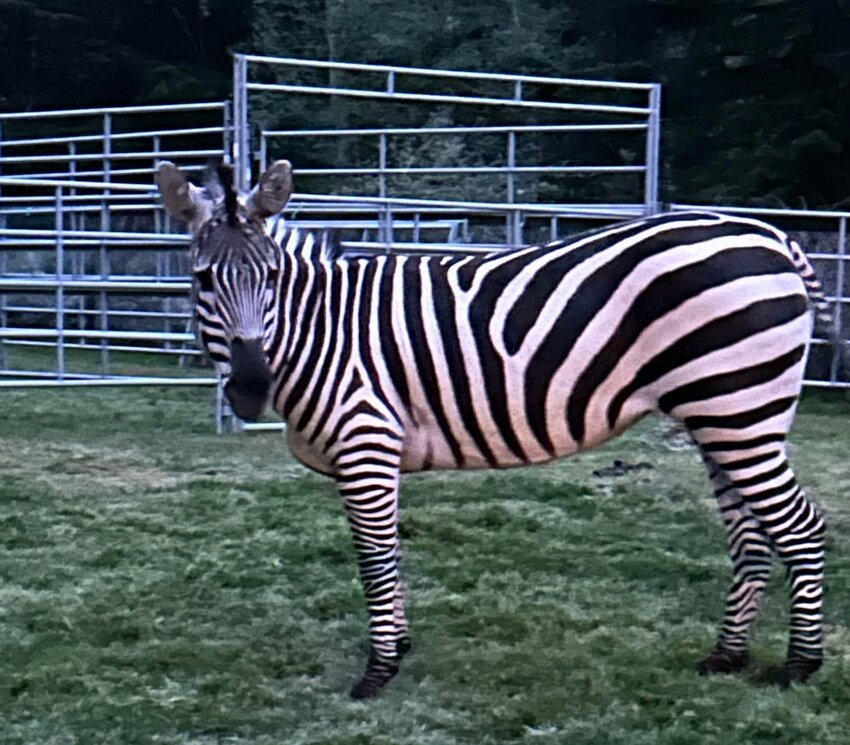 The zebra that was missing in King County for nearly six days has been rescued.