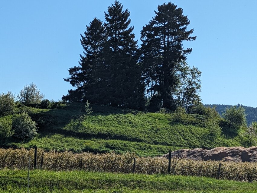 An unusual mound on the Boistfort Valley southwest of Chehalis proved the perfect place to bury early pioneers &mdash; at least until 1887, when a wealthy Canadian farmer bought the property, removed the headstones and plowed the land for crops.