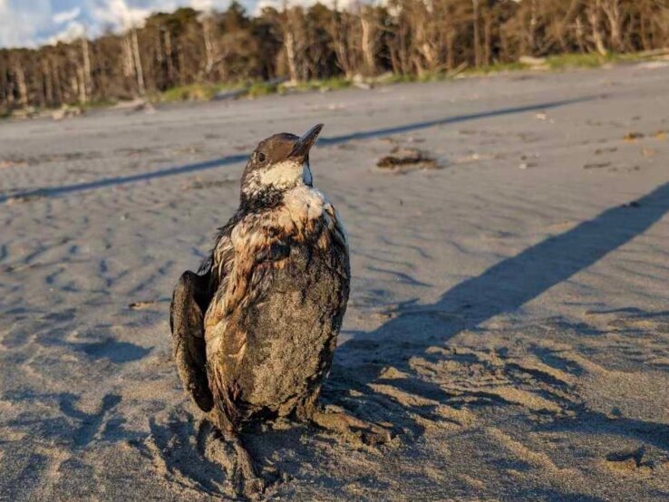 A Common Murre is pictured on a beach covered in oil.