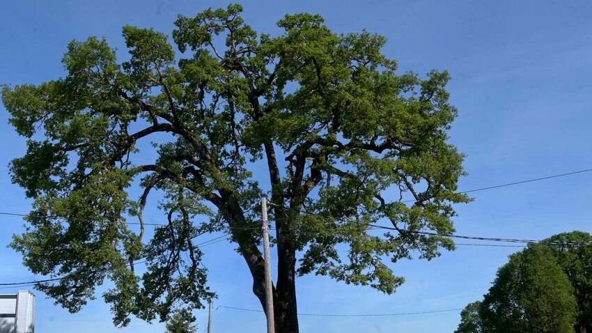 Thurston County Superior Court Judge Anne Egeler on Friday dissolved a temporary restraining order preventing the city of Tumwater and Tumwater Mayor Debbie Sullivan from taking down the historic Davis Meeker Garry oak tree near Old Highway 99.