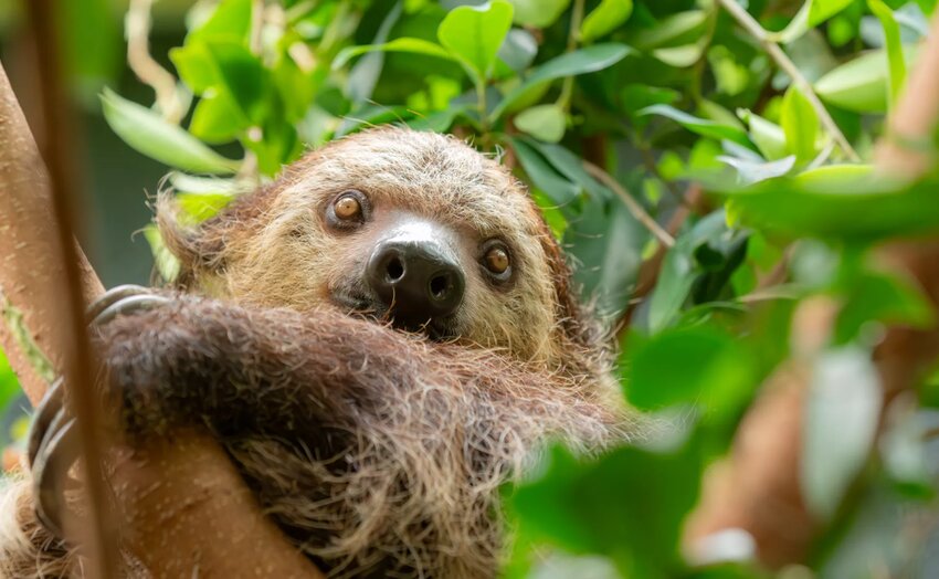 The Oregon Zoo&rsquo;s rainforest area has welcomed a new resident. Berry, a 6-year-old Linne&rsquo;s two-toed sloth, made her debut last week. Zoo staff say she&rsquo;s settling in quickly even though sloths aren&rsquo;t known for their speed.