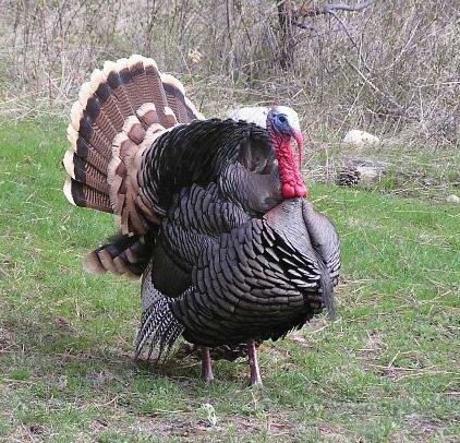A turkey struts in spring.