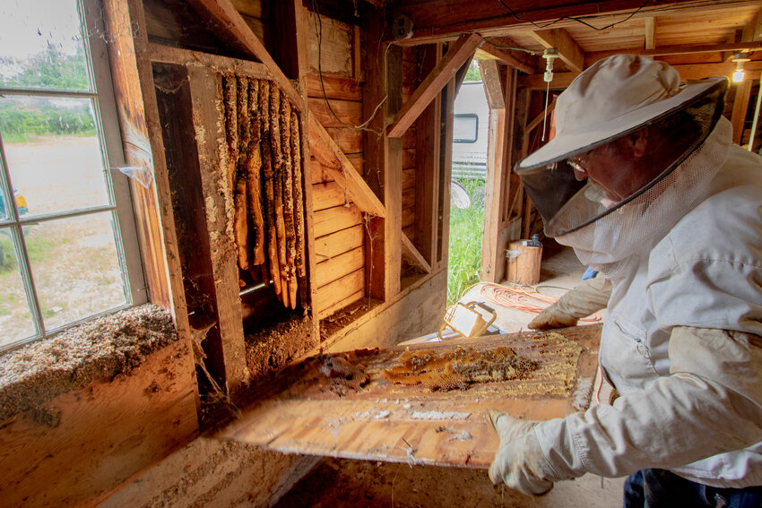 Rob Jenkins of Bee Wrangler Honey removes a piece of plywood exposing a beehive he was there to remove in a barn near Napavine on Saturday, June 1.