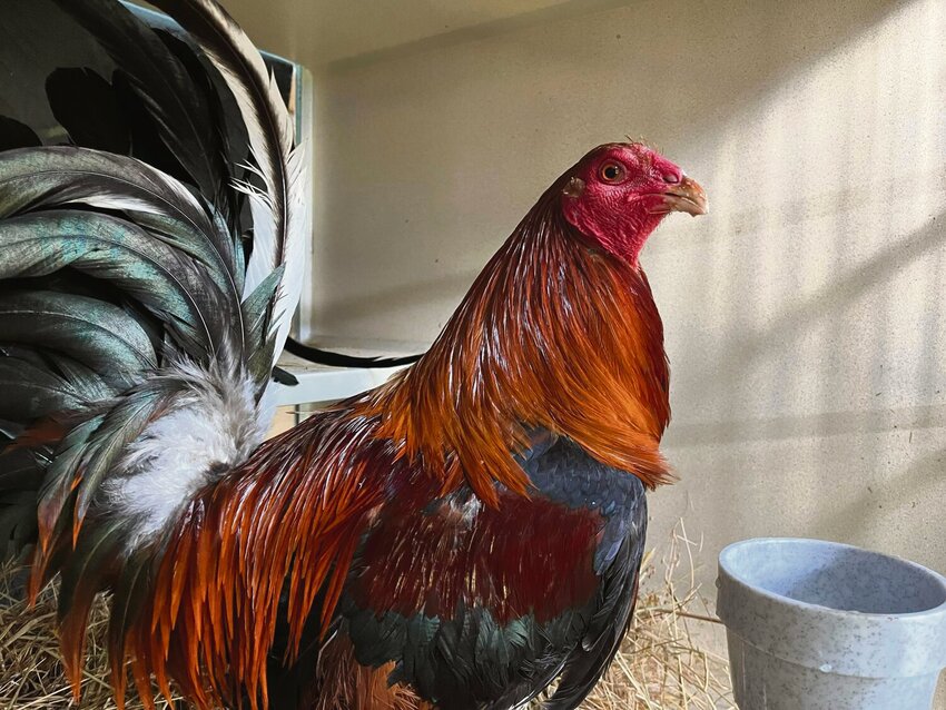 Heartwood Haven was supposed to rescue 64 roosters that were euthanized by the Yakima County Sheriff’s Office.