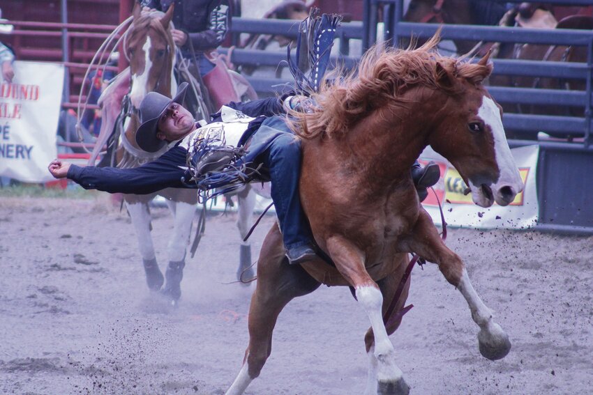 A bareback rider falls off his horse during the Roy Rodeo on June 1.