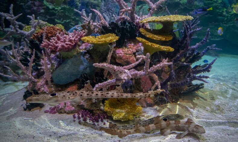 One of Point Defiance Zoo's two aquariums has been closed for renovations for more than two years. On Friday it will reopen with a fresh look and new name: the Tropical Reef Aquarium.
