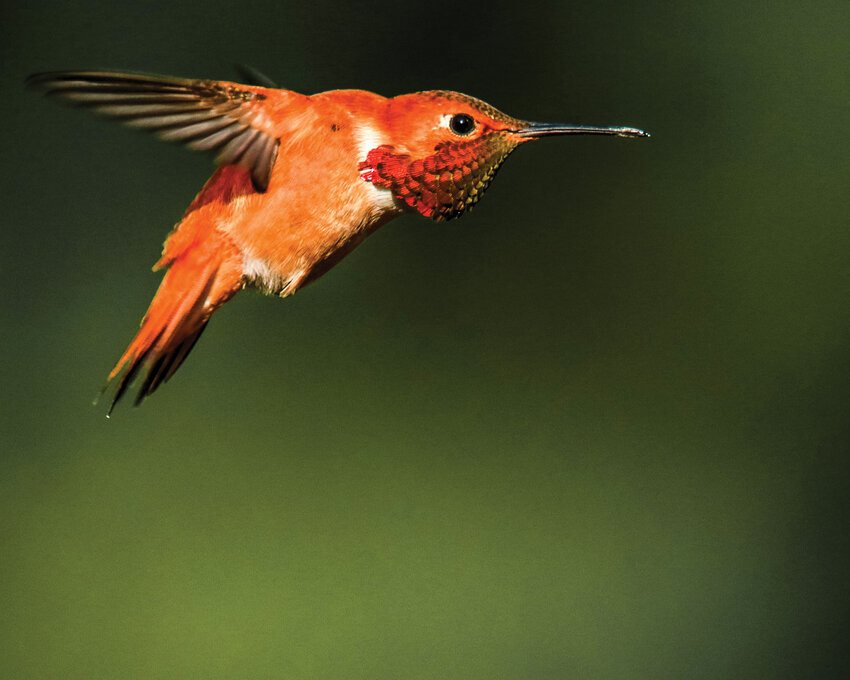 Hummingbirds act as a crucial native pollinator with four species found in the state of Washington, including this Rufous hummingbird