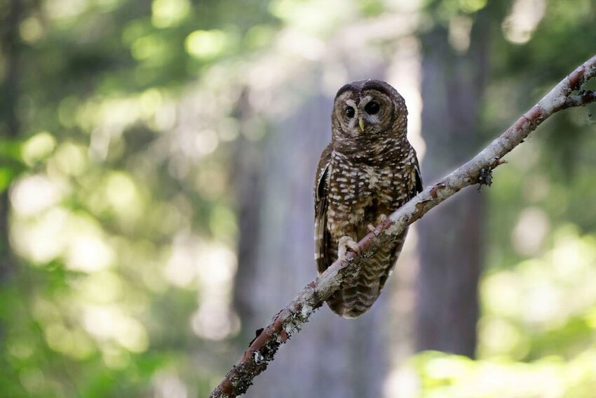 A northern spotted owl perches on a branch in Mount Rainier National Park. The owl is listed as endangered under Washington law and threatened under the federal Endangered Species Act.