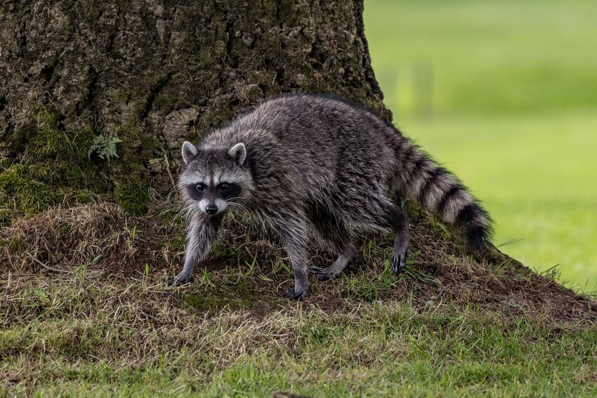 A raccoon crosses the fairways at Riverside Golf Club on Monday, May 6.