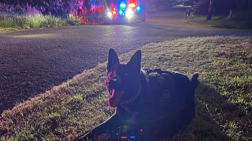 A photo of Igo, a K9 with the Thurston County Sheriff&rsquo;s Office, who was dispatched to two separate incidents late Thursday and early Friday.