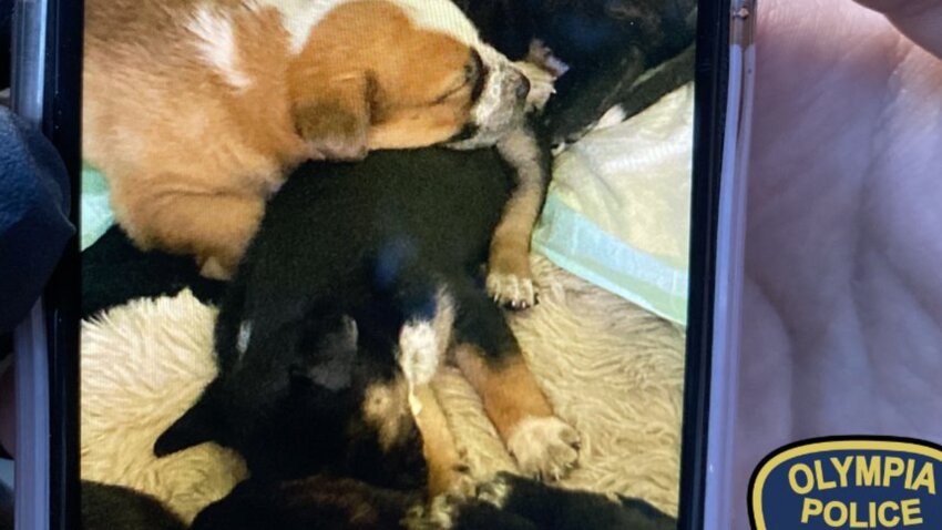 The Olympia Police Department recovered three puppies that were allegedly taken from a woman residing in the Jungle on June 26. Prosecutors have since charged two people with first-degree robbery.