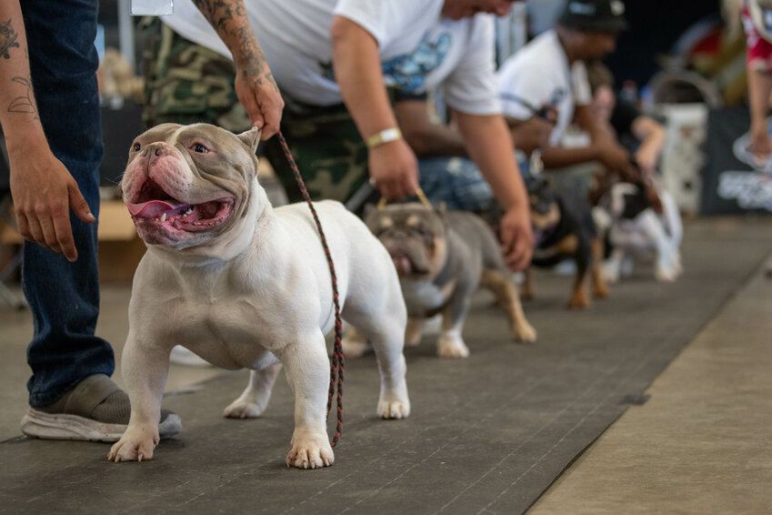 Competing dogs stand to be judged at the Show Up &amp; Show Out American Bullies Dog Show, held at the Southwest Washington Fairgrounds on Saturday, July 13.