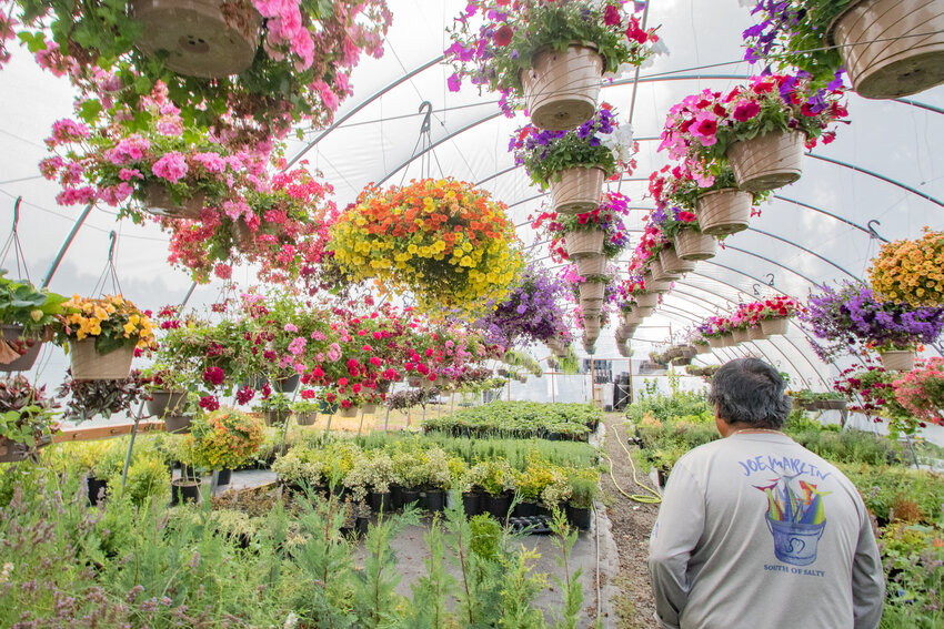 Gorgeous Gardens owner Nereo Gomez walks through one of his five greenhouses on Thursday, July 18, in which he grows a variety of plants, berries and flowers for customers to purchase at his Mossyrock farm.