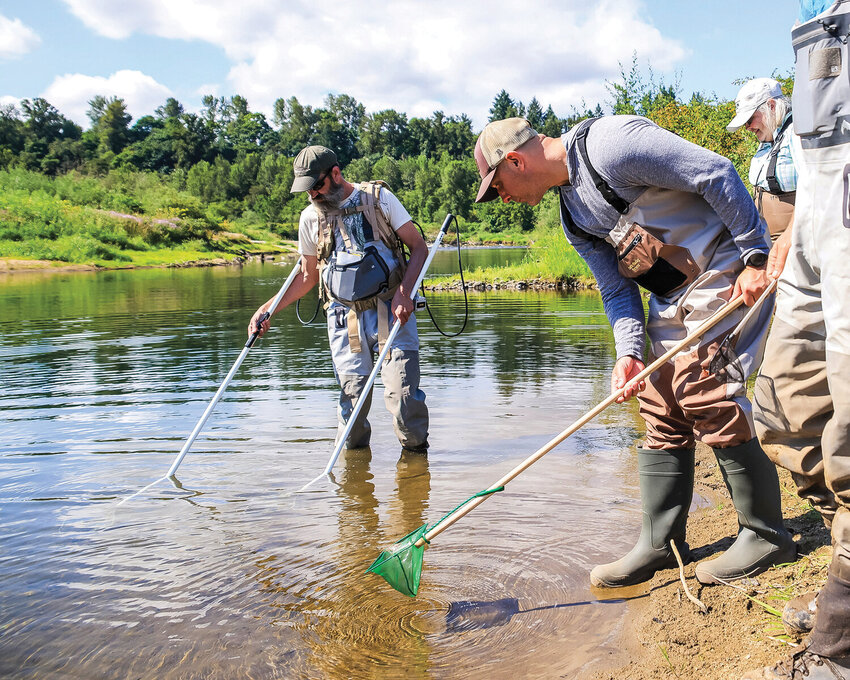 Washington state Rep. Peter Abbarno, R-Centralia, center, prepares to net a fish as United States Fish and Wildlife Service biologist Joe Skalicky uses an electrified system to bring animals to be caught during preliminary sampling and monitoring in the Ridgefield Pits along the East Fork Lewis River in July 2023.