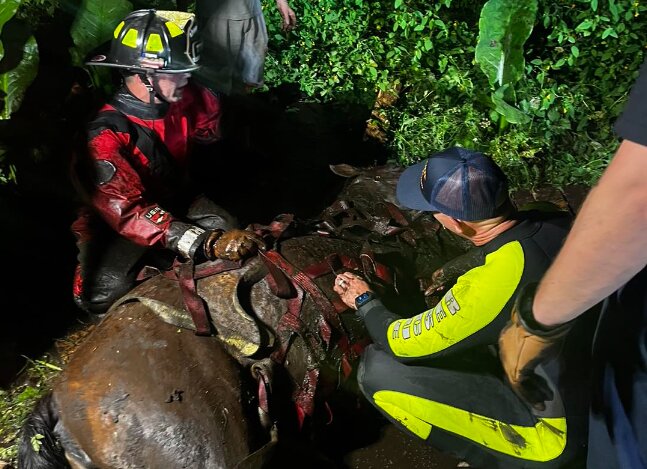 Lacey Fire District 3 was called to the 2000 block of Carpenter Road near Hicks Lake after 9 p.m. last Thursday to rescue a horse named Nanna from the mud.