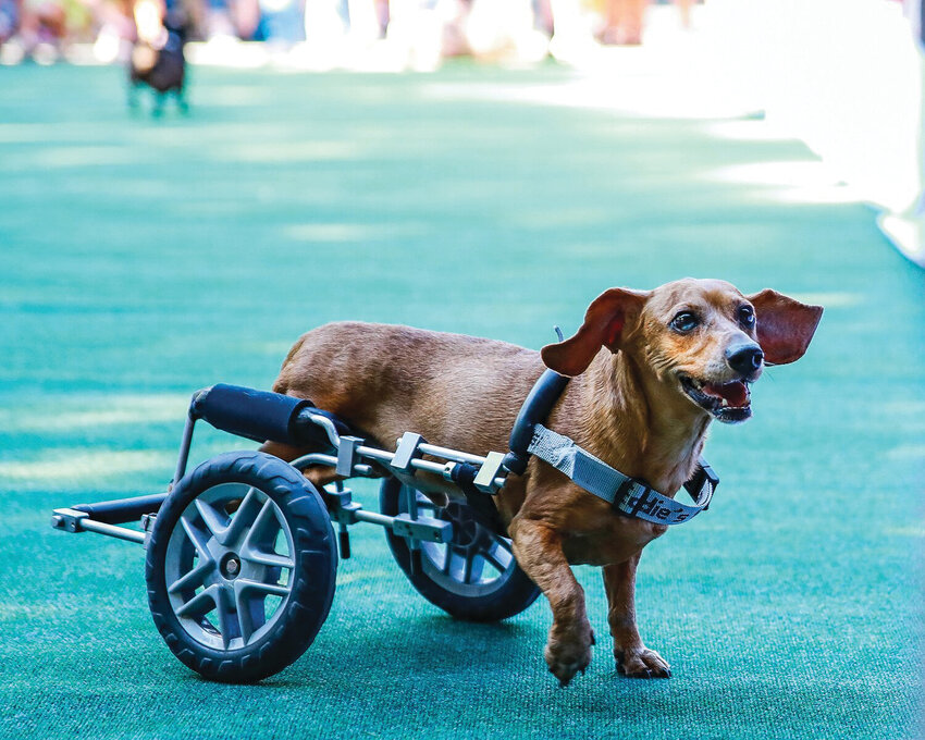 The wiener dog race was a hit during last year’s Oktoberfest in Ridgefield. This year, the Lions Club will continue the tradition starting at noon Saturday, Sept. 14, at Abrams Park.