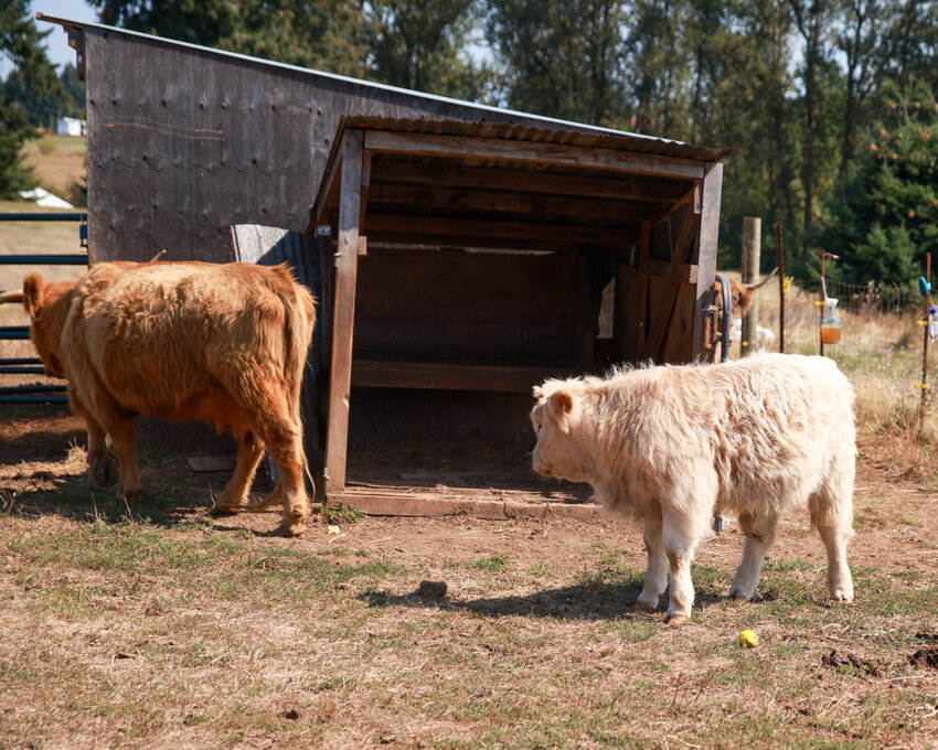 The Small Acreage Program of WSU Clark County Extension’s 24th annual Harvest Celebration on Sept. 21 will feature a tour of small–acreage farms across the county, including Gather and Feast Farm in La Center, which features Scottish Highland cows.