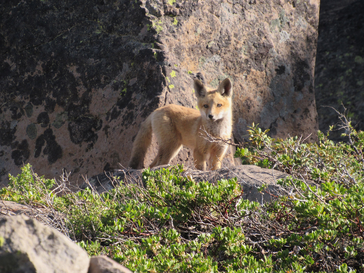 Fox la. Лисы Сьерра-Невады. Красная лисица Сьерра-Невады. California Wildlife. Лисы Сьерра-Невады чем отличается от обычной.