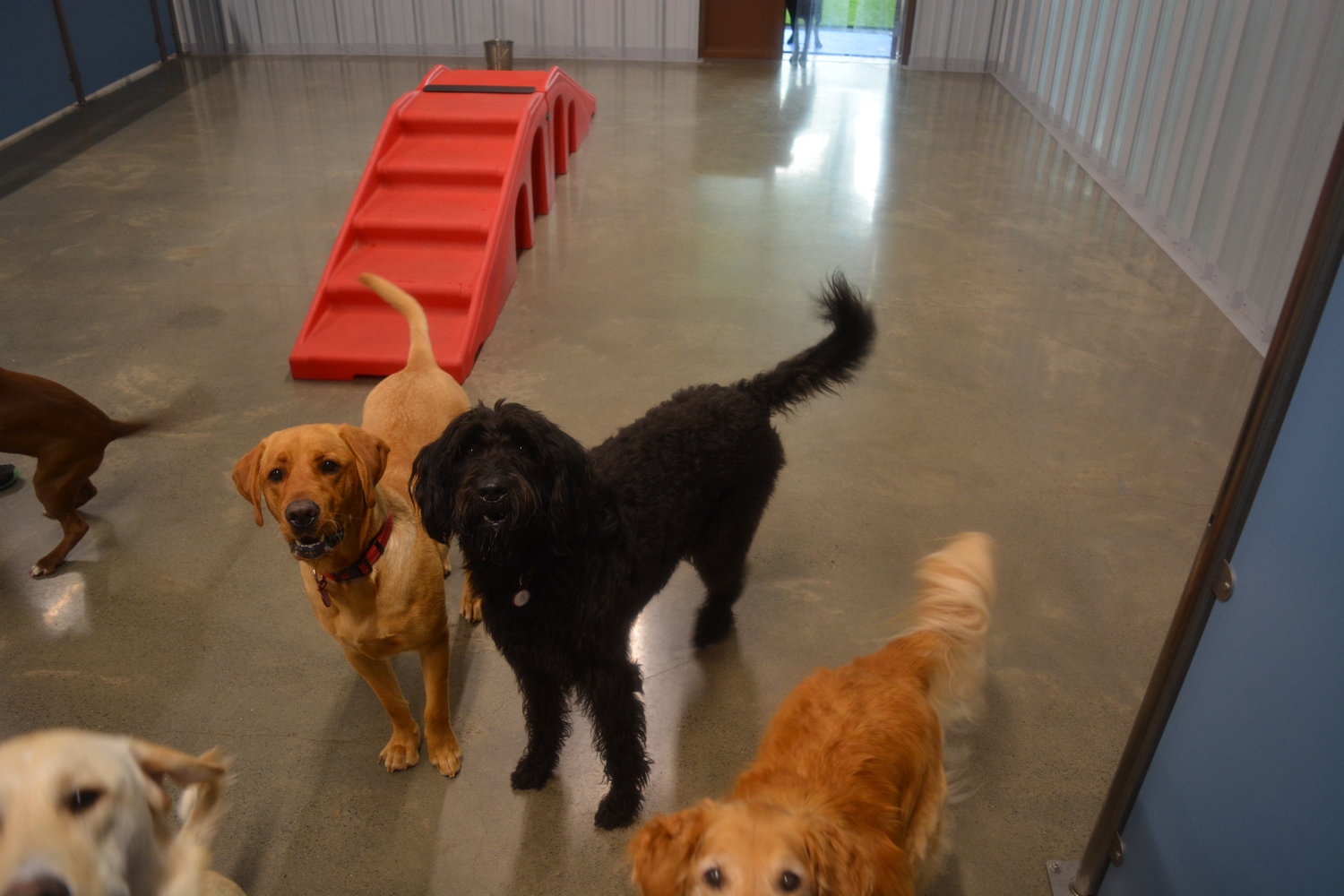 Camp Bow Wow location opens in Ridgefield