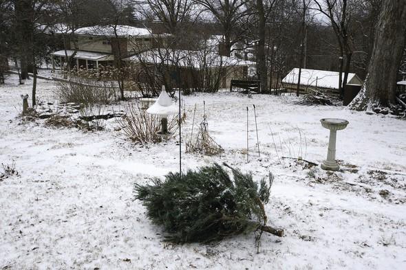 Placing your used live Christmas tree in the backyard adorned with bird feeders gives it a second life after the holidays. It’s just one of many ways to recycle a natural Christmas tree. (MDC photo)